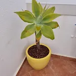 Ocean View Terrace, The Sea View, In Front Of *